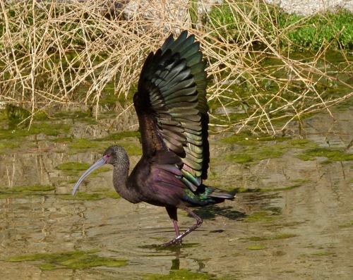 White-faced Ibis