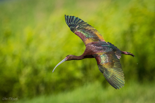 White-faced Ibis