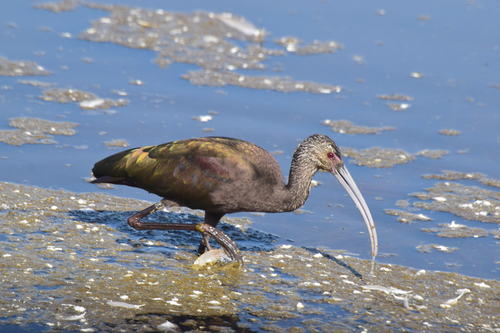 White-faced Ibis