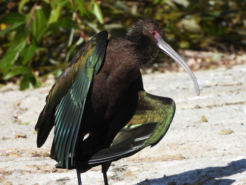 White-faced Ibis