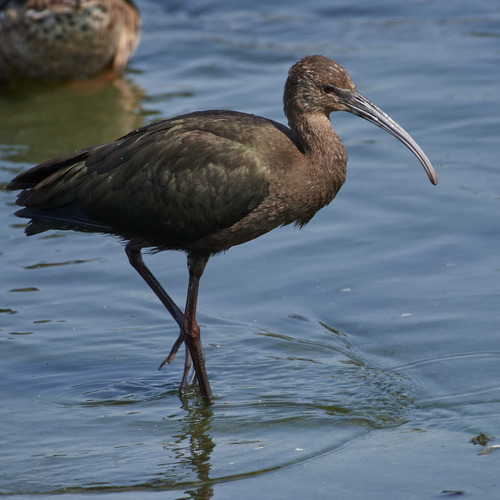 White-faced Ibis