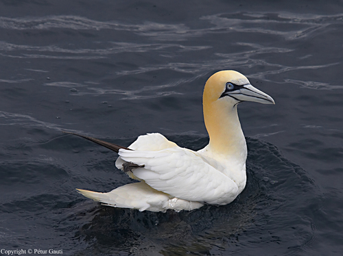Northern Gannet