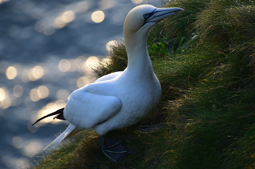 Northern Gannet