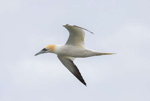 Northern Gannet
