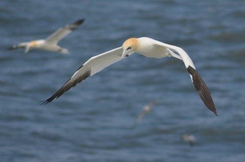 Northern Gannet