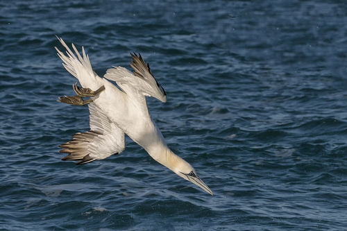 Northern Gannet