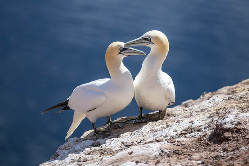 Northern Gannet
