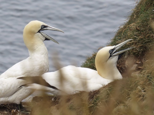 Northern Gannet