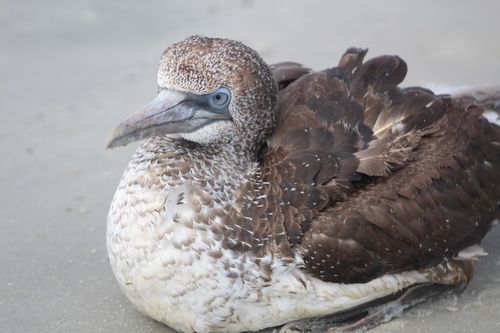 Northern Gannet