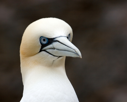 Northern Gannet
