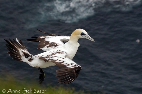 Northern Gannet