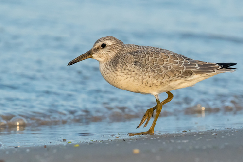 Red Knot
