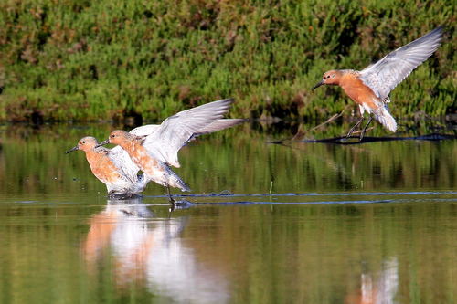 Red Knot