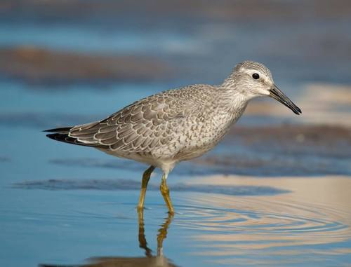 Red Knot
