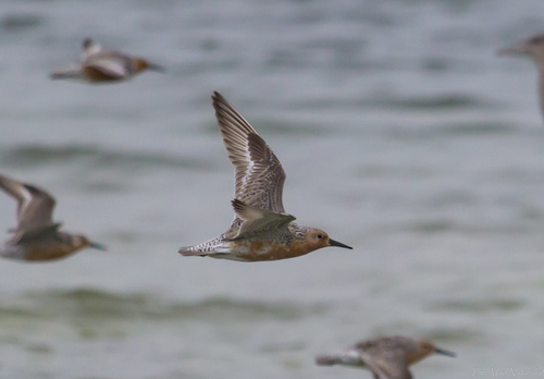 Red Knot