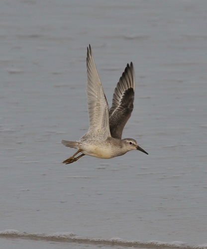 Red Knot