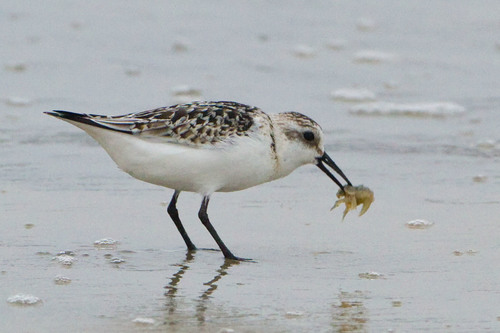 Sanderling