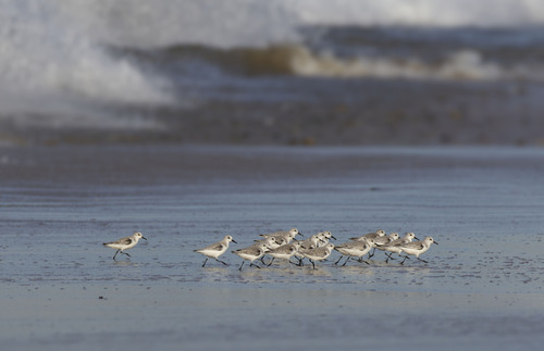 Sanderling