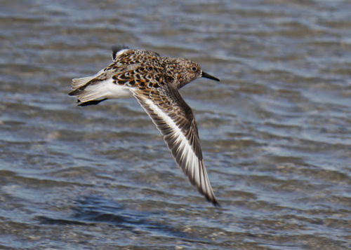 Sanderling