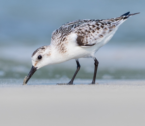 Sanderling