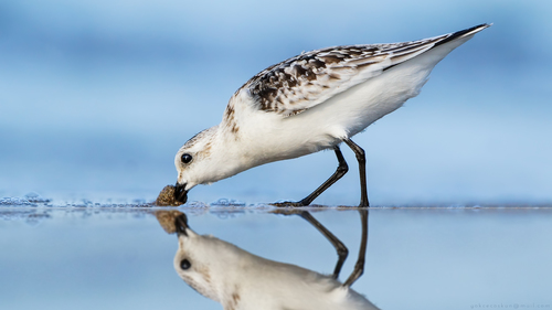 Sanderling