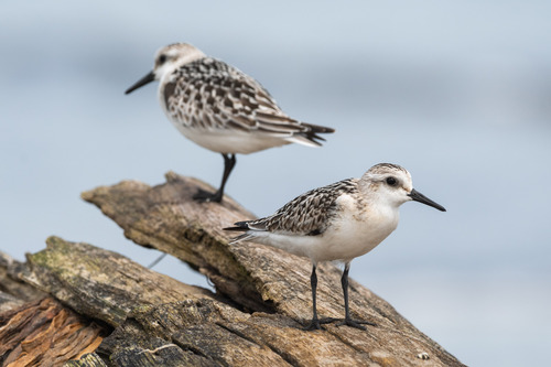 Sanderling