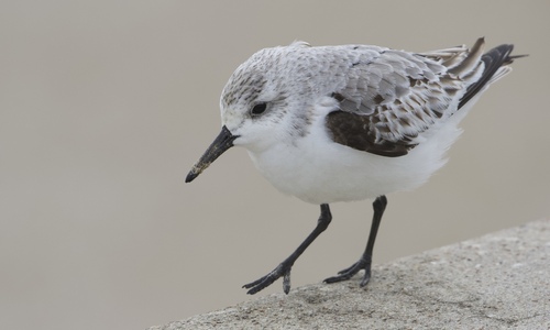 Sanderling