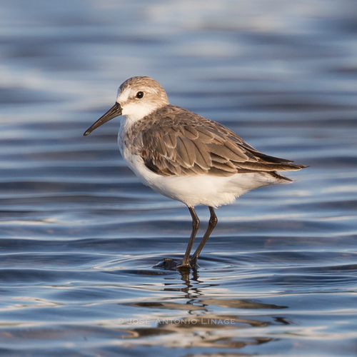Western Sandpiper