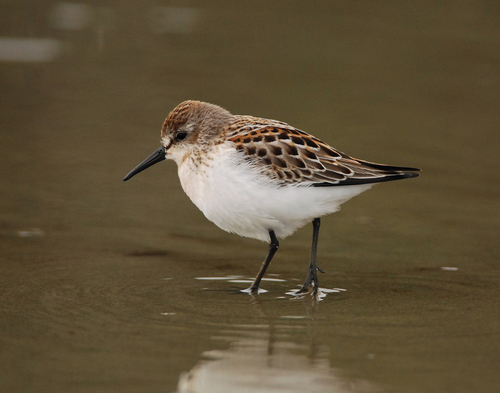 Western Sandpiper