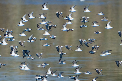 Western Sandpiper