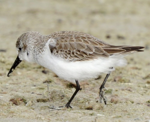 Western Sandpiper