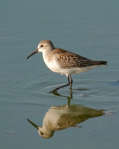 Western Sandpiper