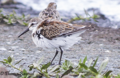 Western Sandpiper