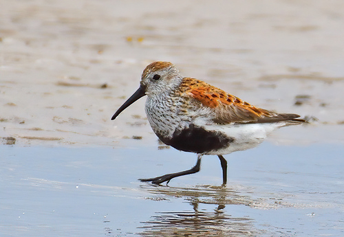 Dunlin