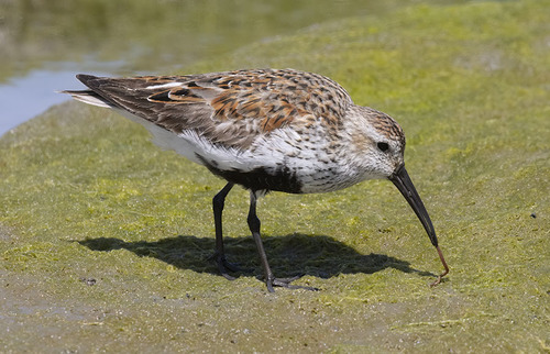 Dunlin