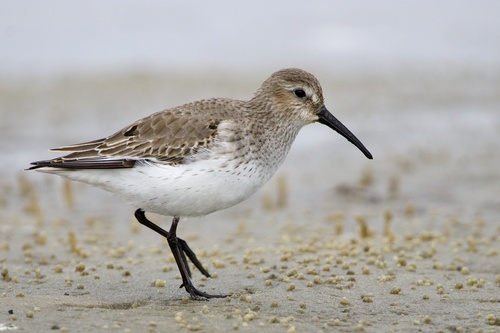 Dunlin