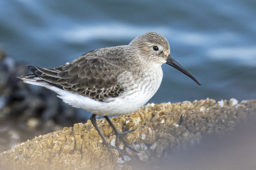 Dunlin