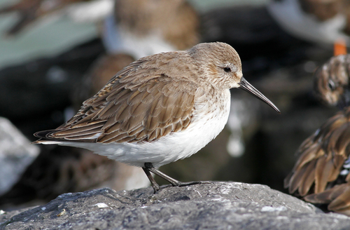 Dunlin