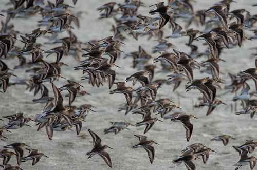 Dunlin