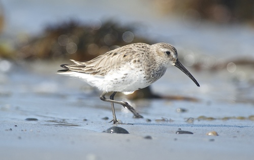 Dunlin