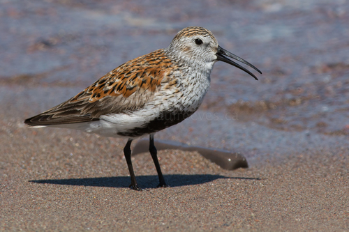 Dunlin
