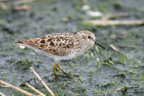 Least Sandpiper