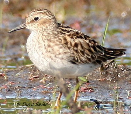 Least Sandpiper