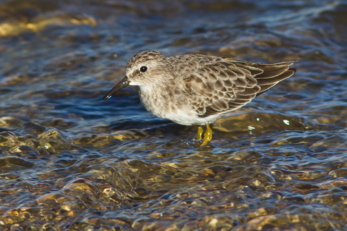 Least Sandpiper