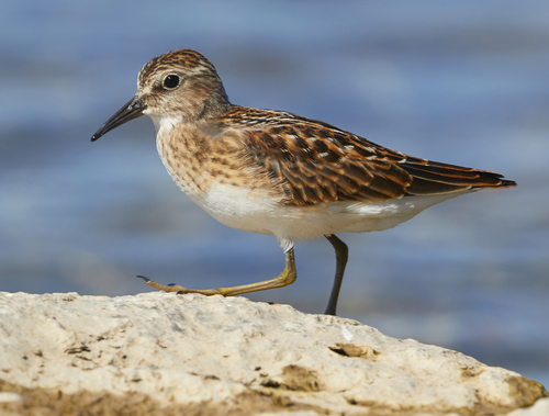 Least Sandpiper