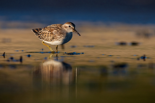 Least Sandpiper