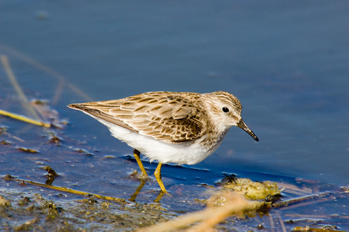 Least Sandpiper