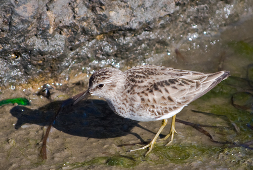 Least Sandpiper