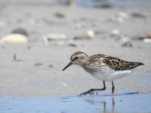Least Sandpiper