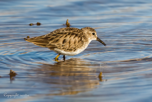 Least Sandpiper